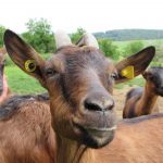 Slow Food aus dem Trierer Umland – Mannebacher Ziegenkäse